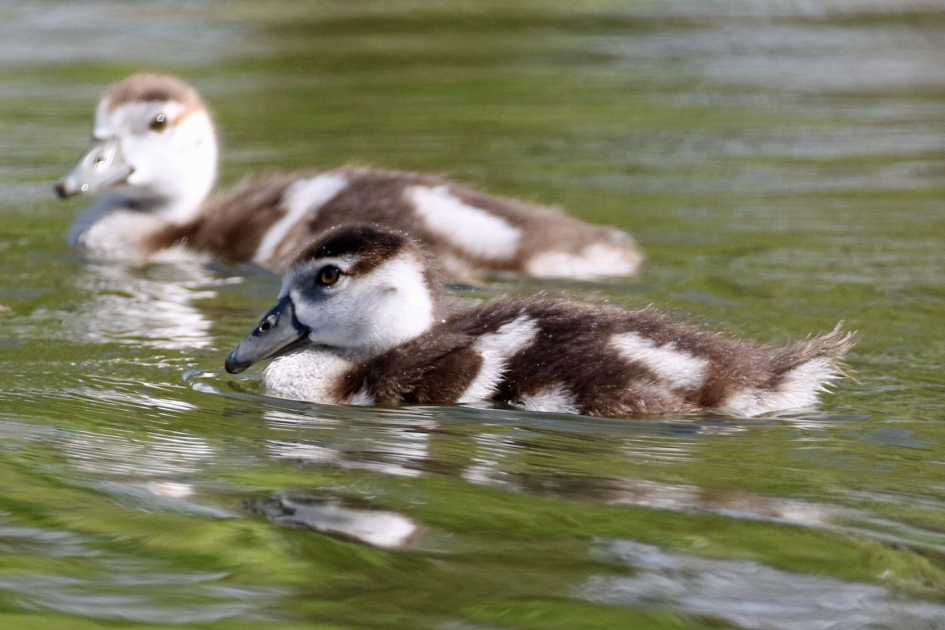 Nijlgansje - Vogels - 