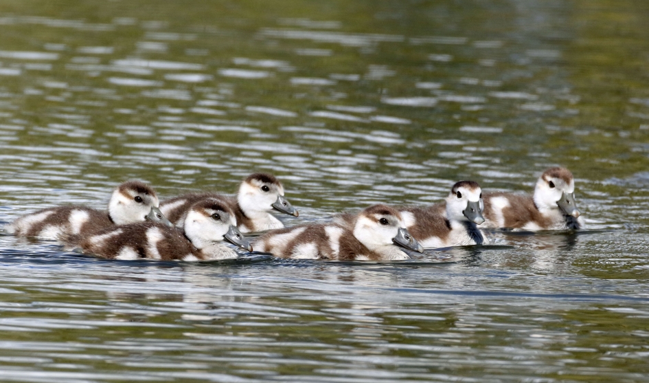 Nijlgansjes - Vogels - 