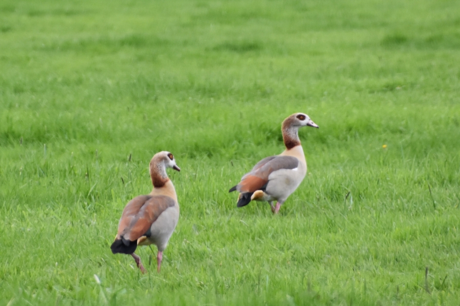Nijlganzen - Vogels - 