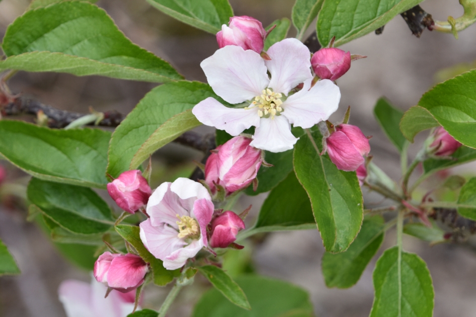 Nog een appelbloesem - Planten - 