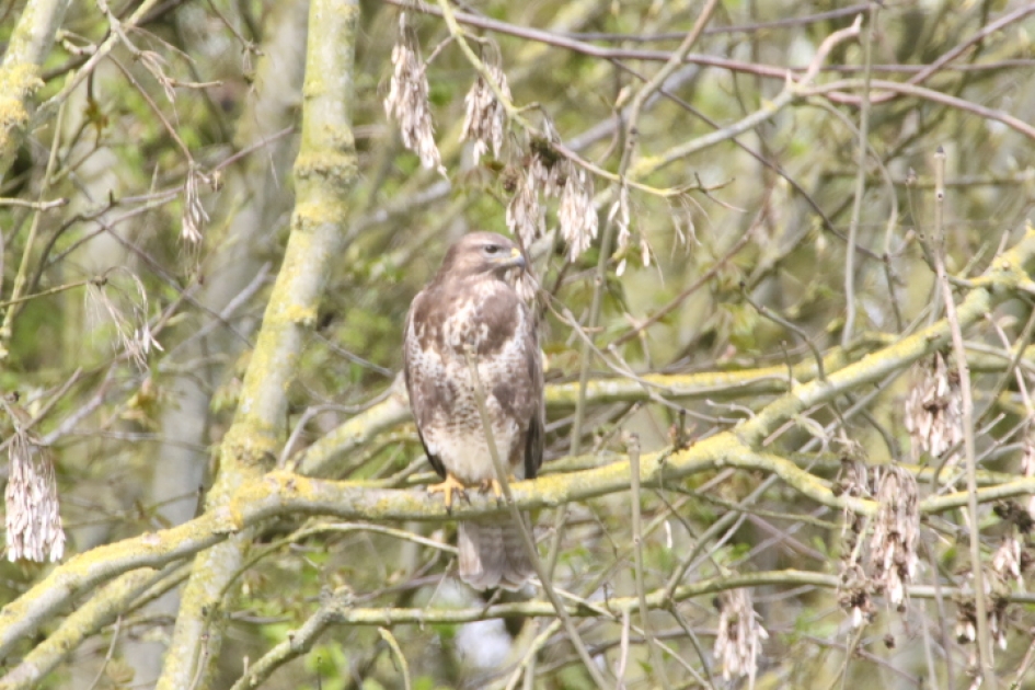 observerende buizerd,vanaf ca 30m-3m. hoog - Vogels - buizerd