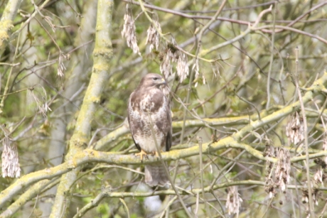 observerende buizerd,vanaf ca 30m-3m. hoog