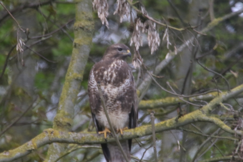observerende buizerd,vanaf ca 30m-3m. hoog - Vogels - buizerd