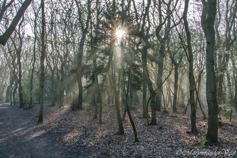 Ochtendgloren - Planten - bos