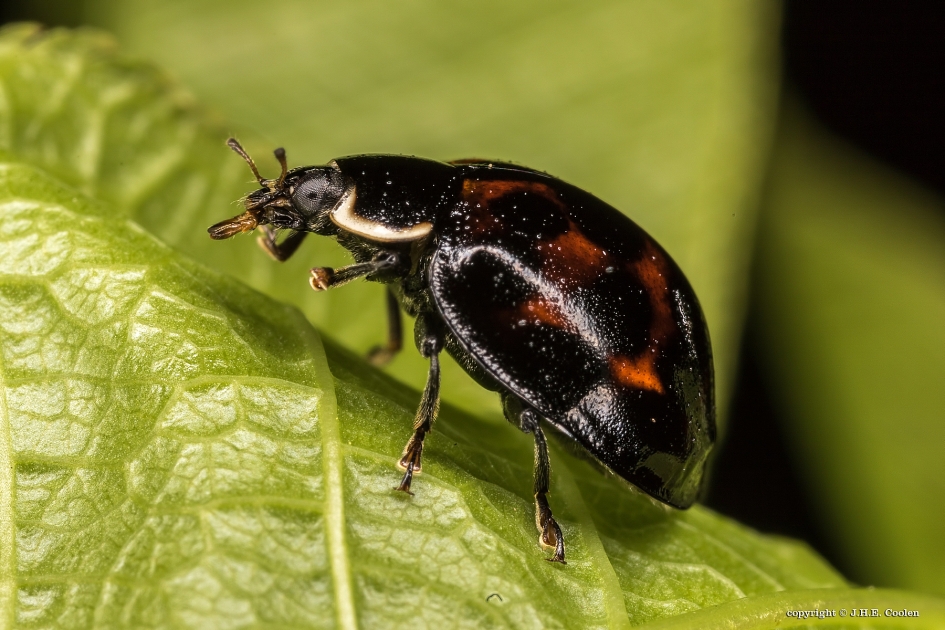 Oeps... - Geleedpotigen - Zevenstippelig lieveheersbeestje