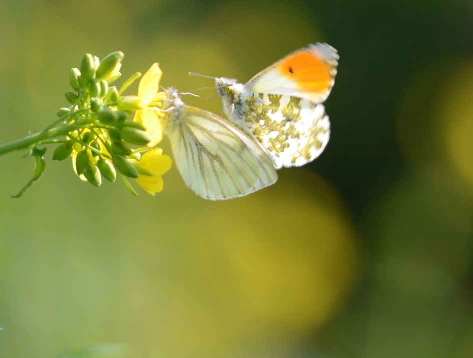 Oeps verkeerde vrouw  - Geleedpotigen - Oranjetipje
