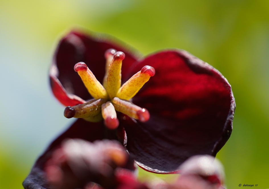 Schijnaugurk - Planten - Schijnaugurk