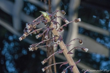 Groot hoefblad bloem die uitgebloeid is