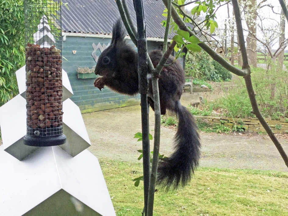 onbekende eekhoorn - Zoogdieren - eekhoorn