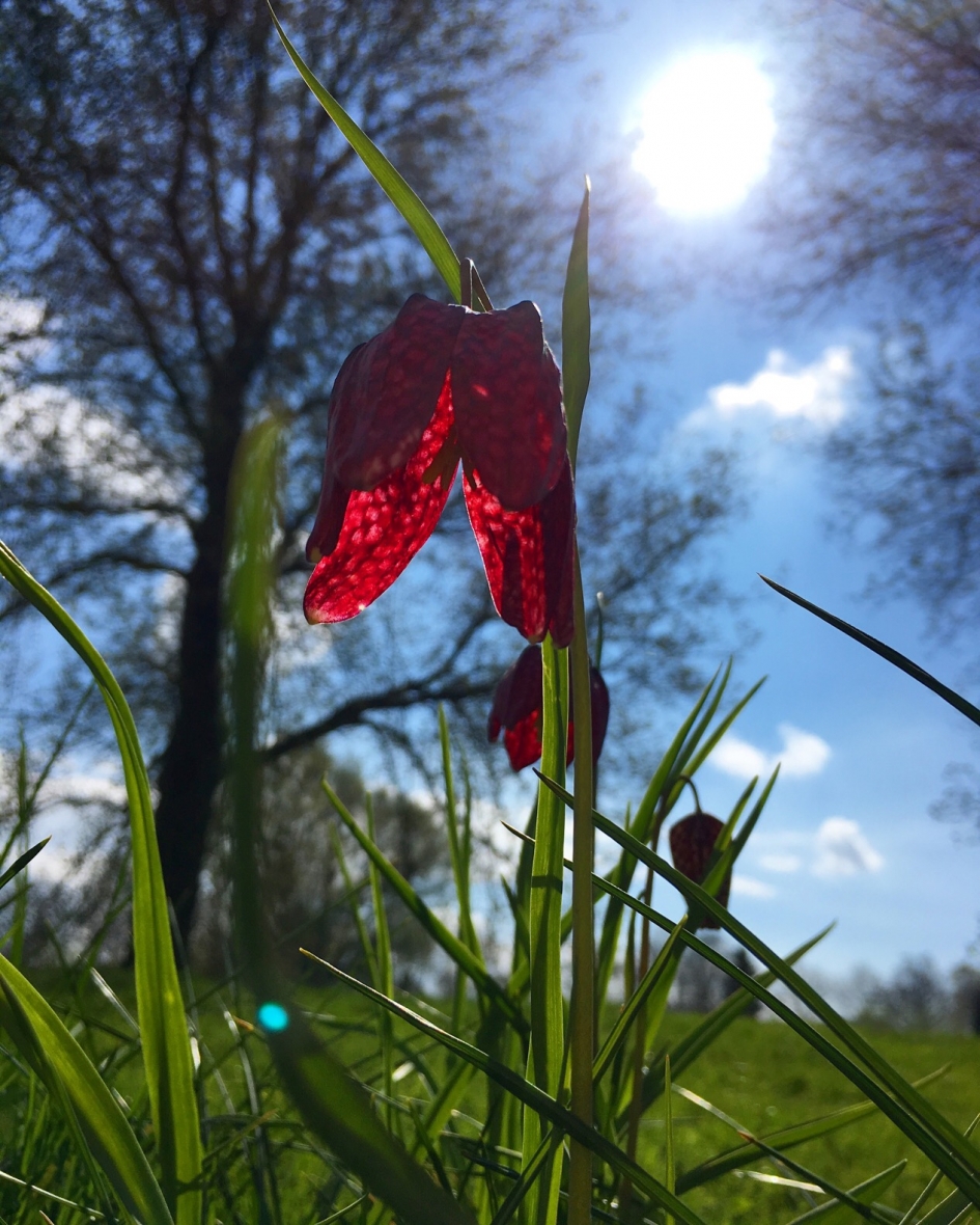 Onder de hoed - Planten - 