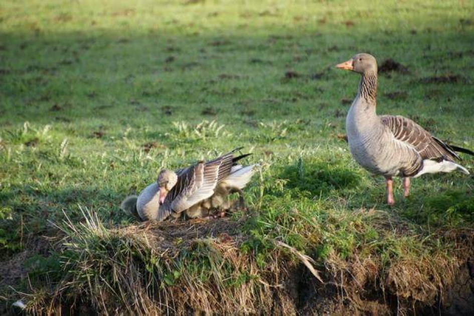 Onder moeders vleugels - Vogels - 