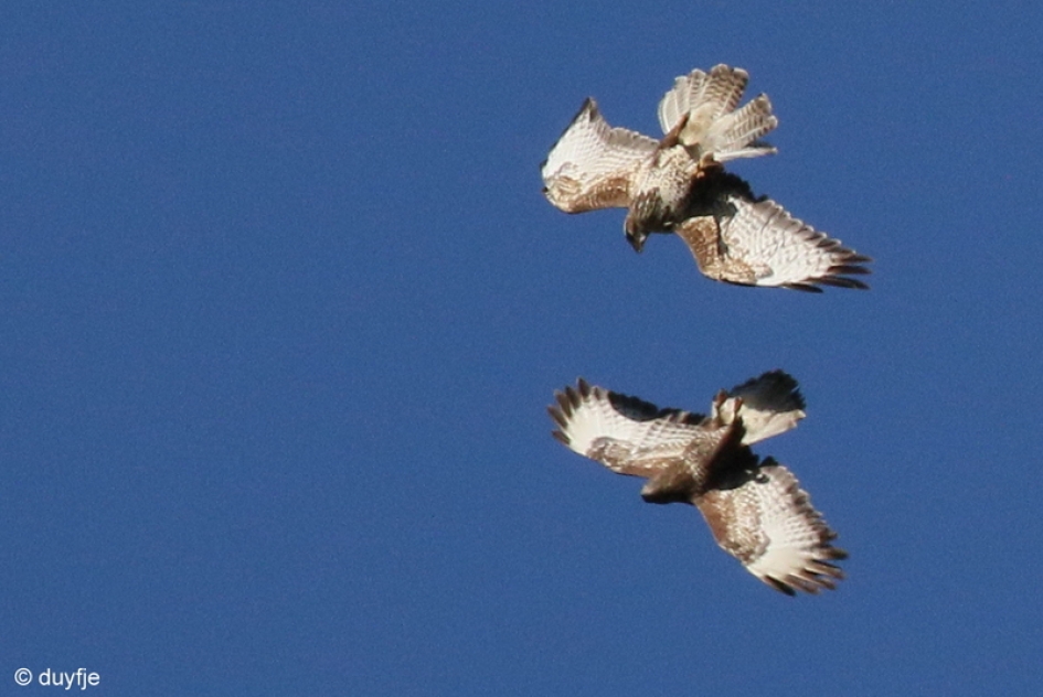 ondersteboven - Vogels - Buizerds