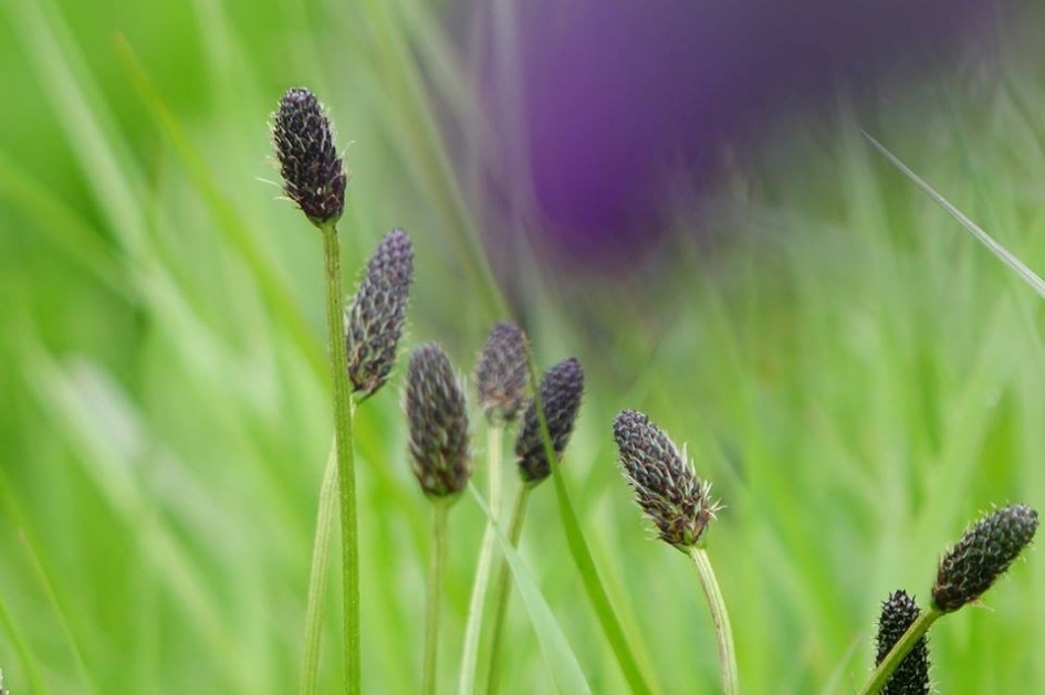 Onverwacht kleurenpalet - Planten - Weegbree