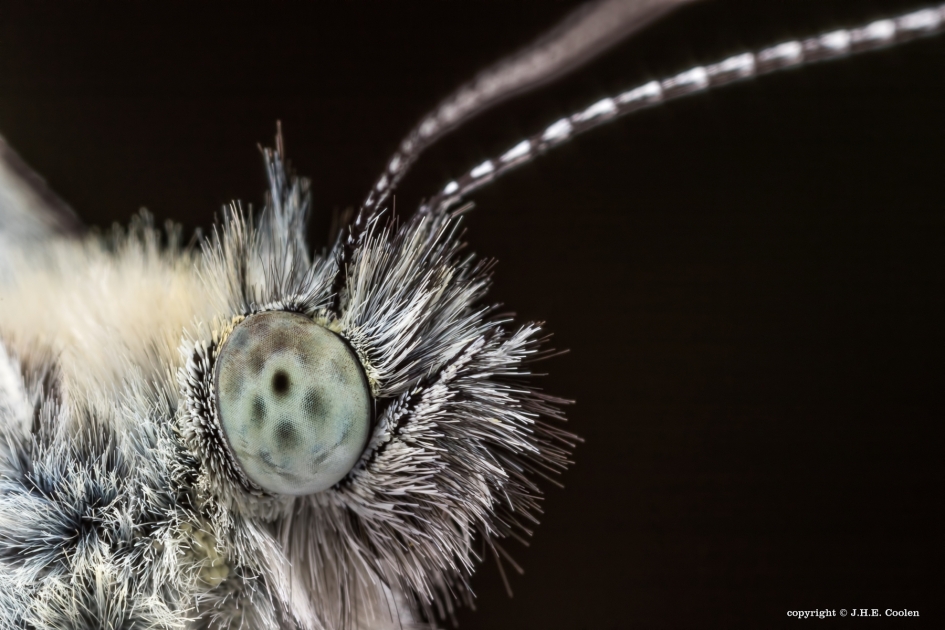 Oogcontact - Geleedpotigen - Geaderd witje