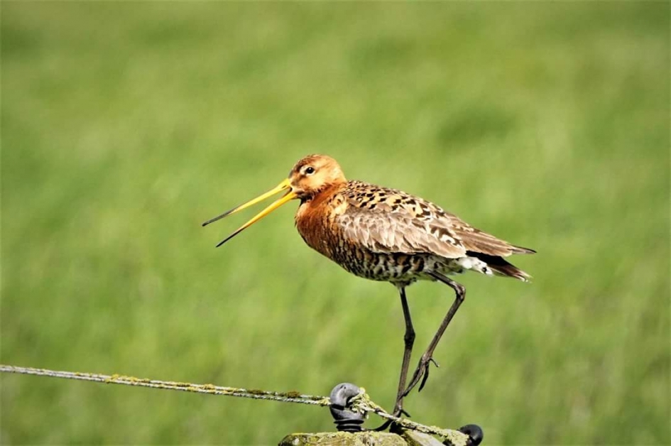 Op de paal - Vogels - Grutto