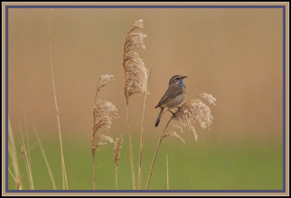 Op de uitkijk - Vogels - Blauwborst