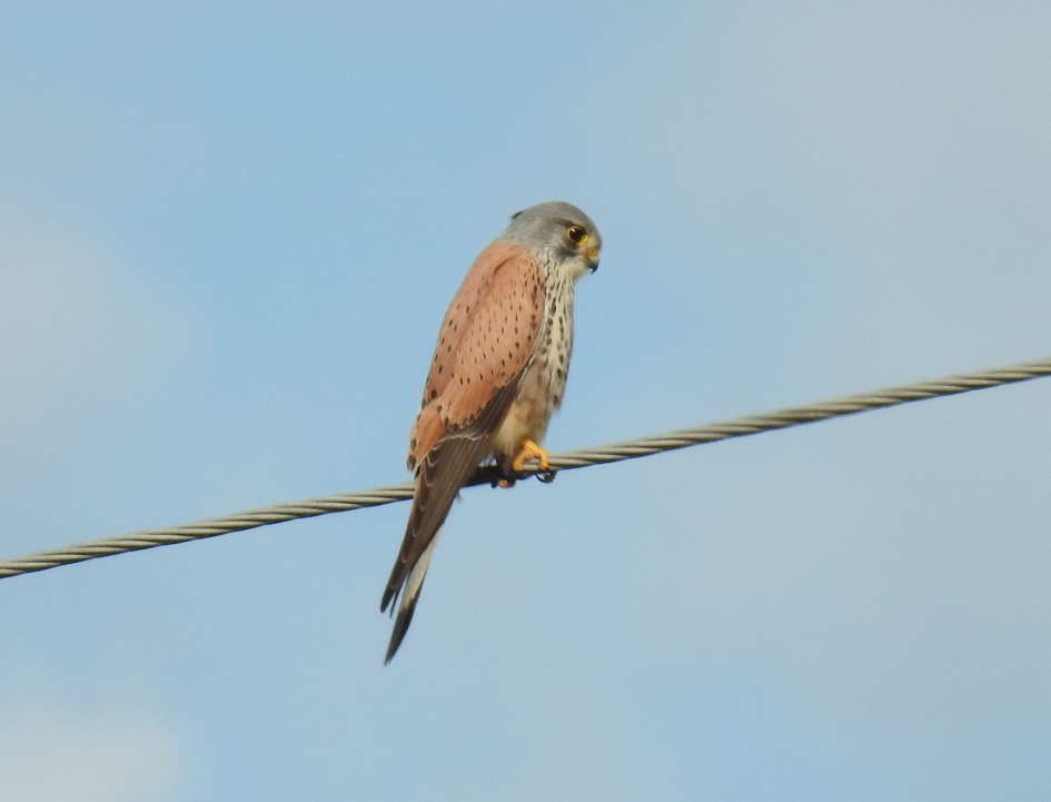 Op een bovengrondse telefoondraad kun je ook naar prooi speuren. - Vogels - Torenvalk