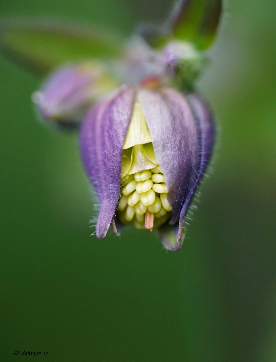 Op een kier - Planten - 