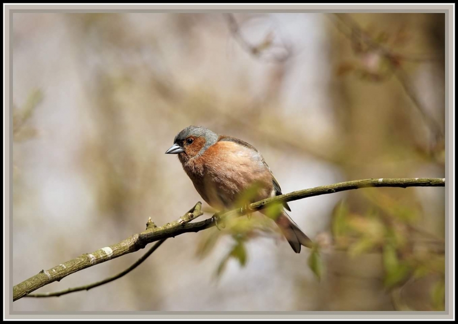 Op kleur - Vogels - Vink