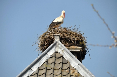 Op nest in centrum van W.b.D.