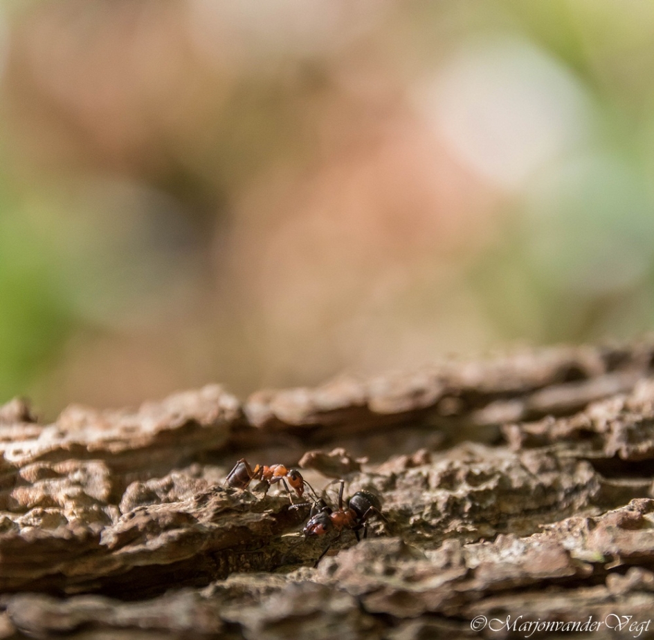 Op 't oorlogspad - Geleedpotigen - Behaarde Bosmier