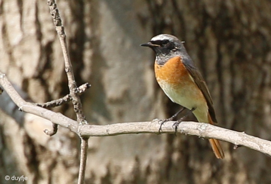 op wacht - Vogels - Gekraagde Roodstaart