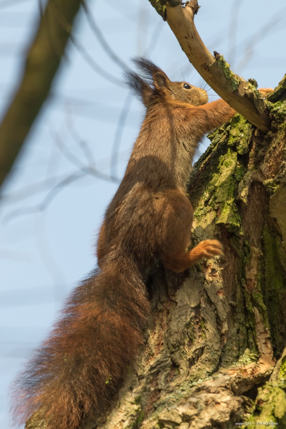 Op weg..... - Zoogdieren - Eekhoorn