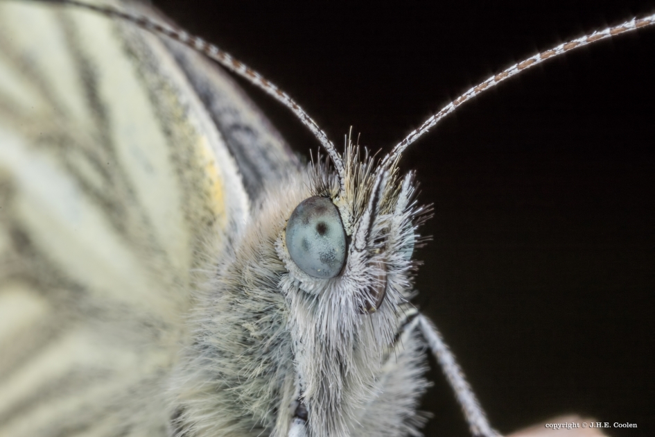 Opkijken - Geleedpotigen - Geaderd witje