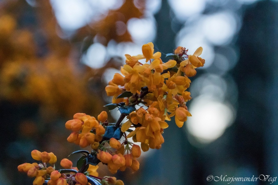 Oranje boven - Planten - geen id