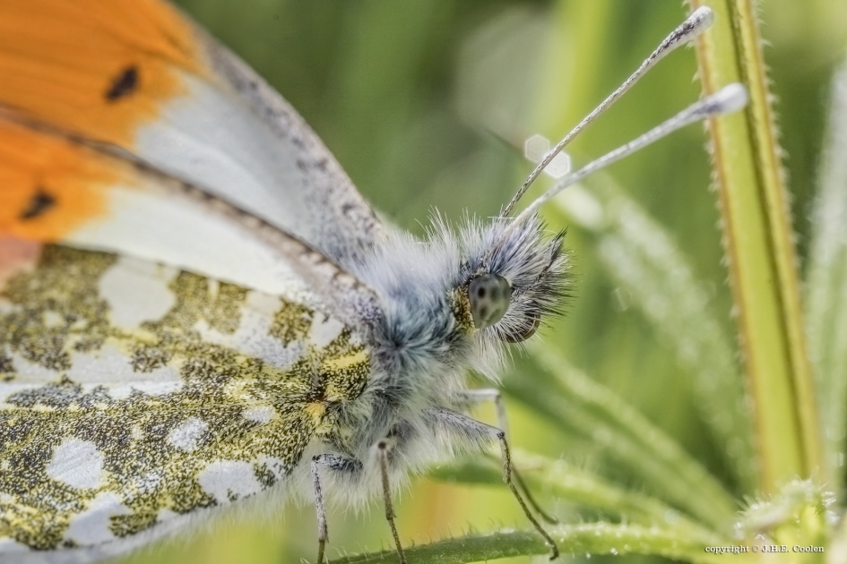 Oranje tipje - Geleedpotigen - Oranje tipje