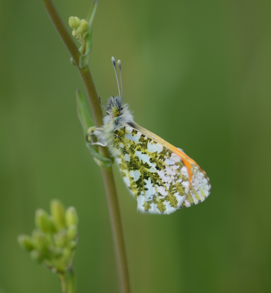 Oranjetipje - Geleedpotigen - Oranjetipje
