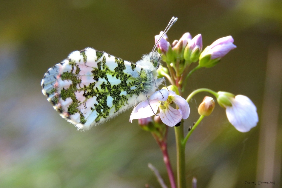 Oranjetipje - Geleedpotigen - 
