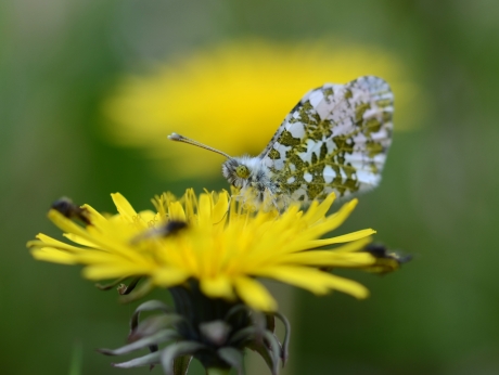 Oranjetipje op Paardenbloem