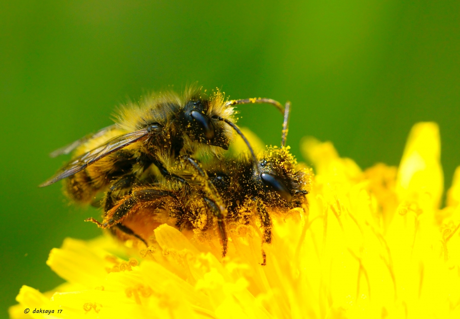 Over de bloemetjes... - Geleedpotigen - 