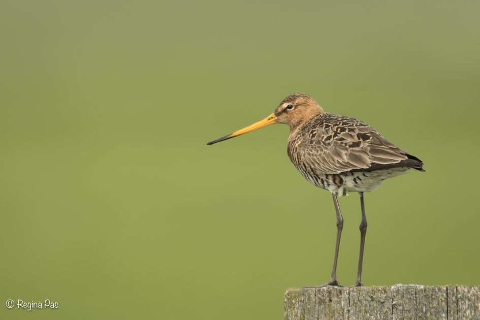 Paalzitten - Vogels - Grutto