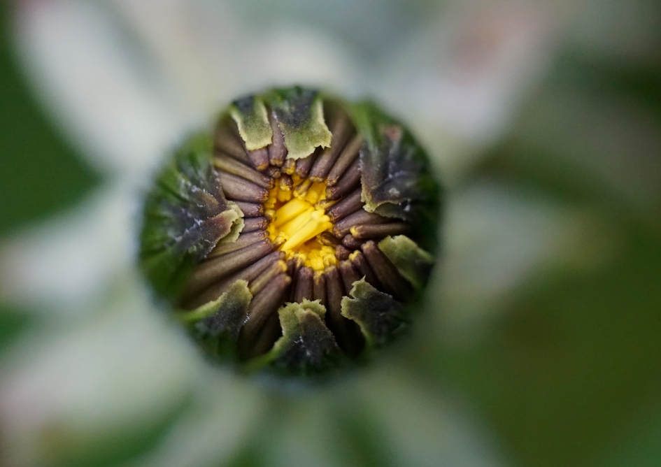 Paardenbloem - Planten - 