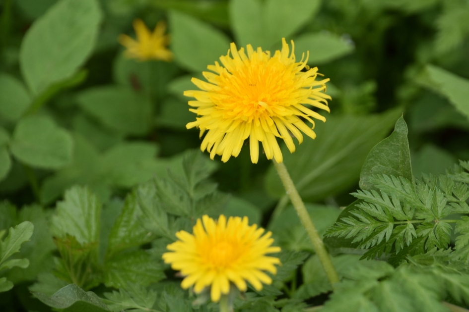 Paardenbloem - Planten - 
