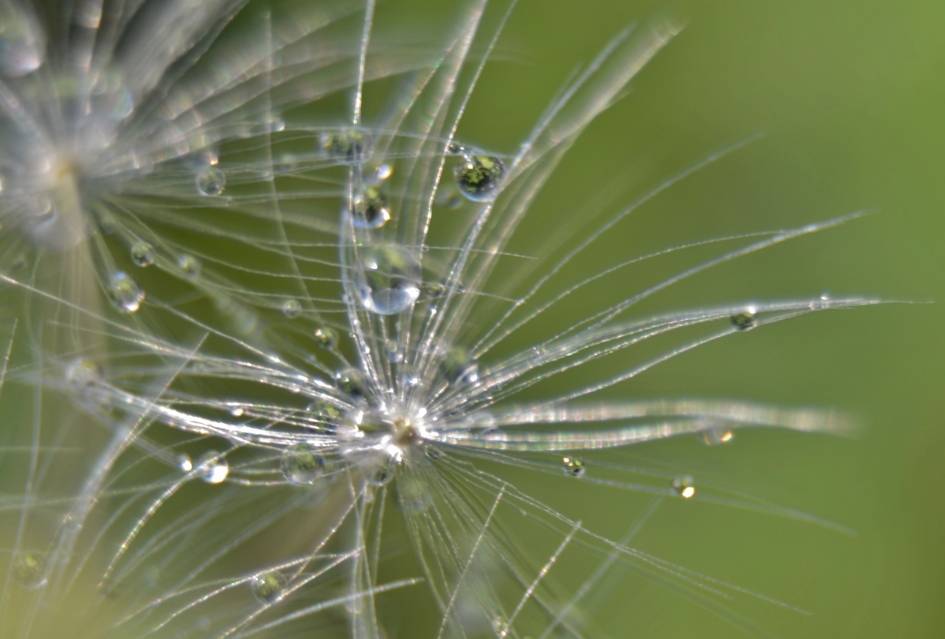 Paardenbloempluis  met druppels. - Planten - Paardenbloem