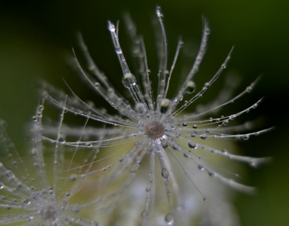 Foto was verdwenen ?  , dus nogmaals. De Pluis met druppels - Planten - Paardenbloem
