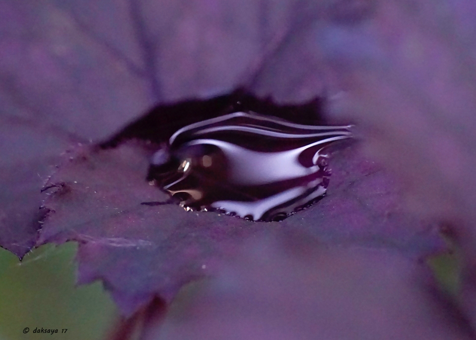 Paars plasje - Planten - 