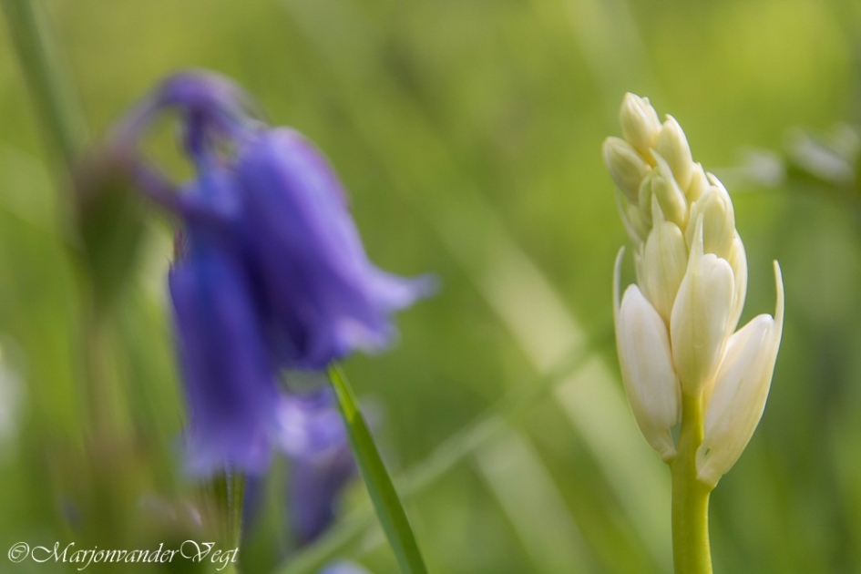 Paars versus Wit - Planten - Wilde hyacint