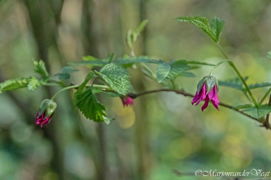 Paarse schone - Planten - bloem