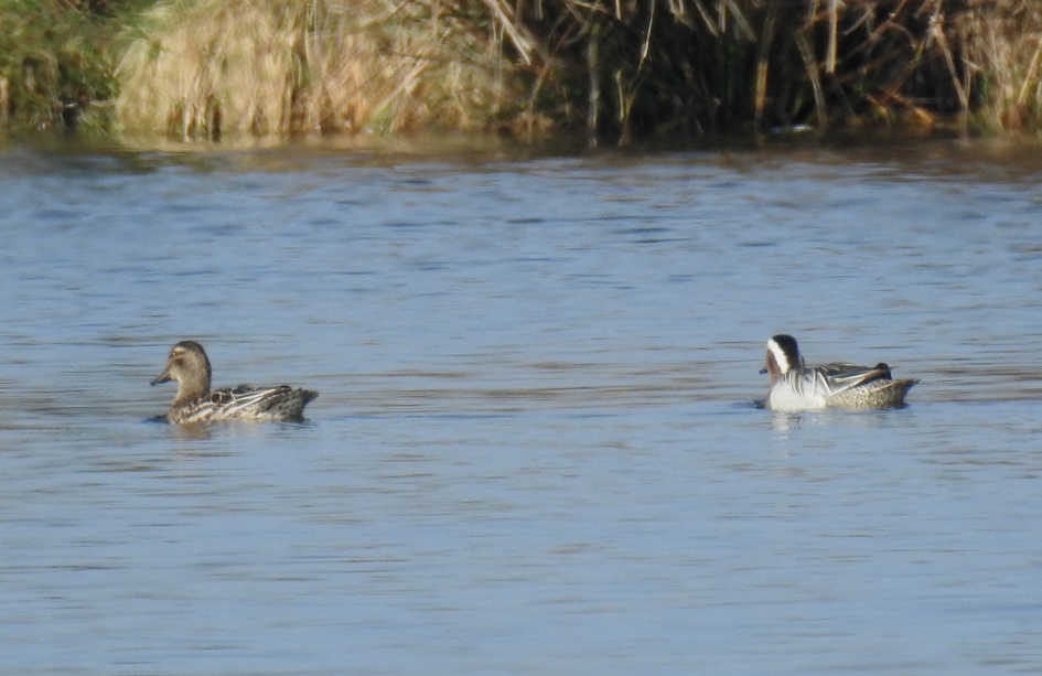 Paartje zomertalingen - Vogels - Zomertaling