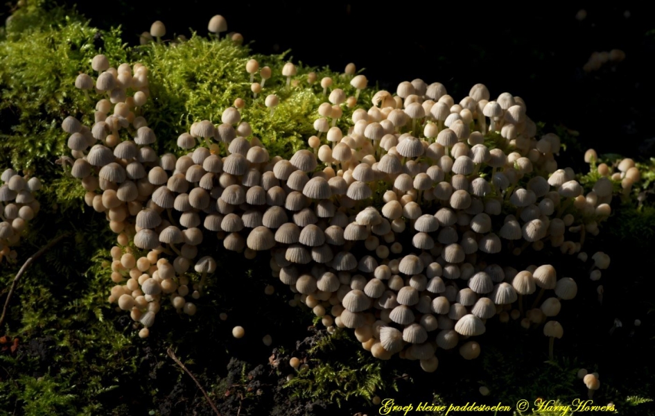 Paddestoelen - Schimmels - Paddestoelen