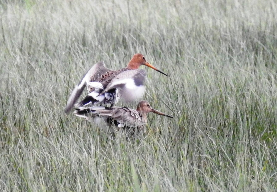 Parende grutto's - Vogels - Grutto