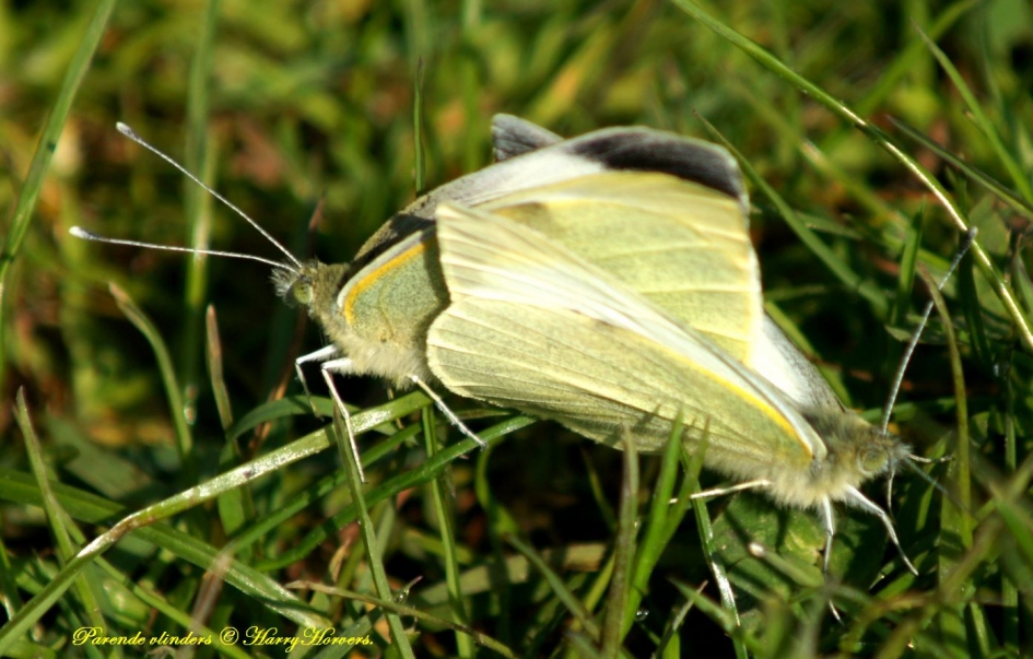 parende vlinders - Geleedpotigen - 