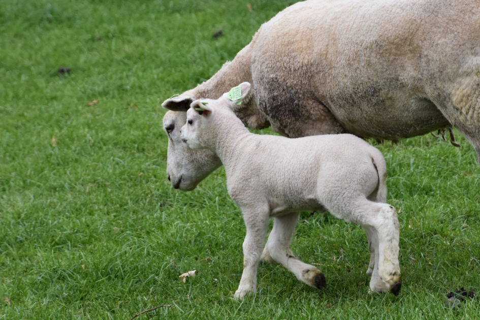 Pasen - Zoogdieren - 