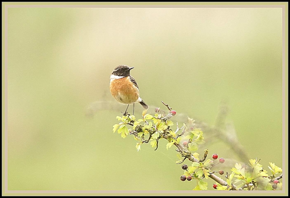 Pastel - Vogels - Roodborsttapuit