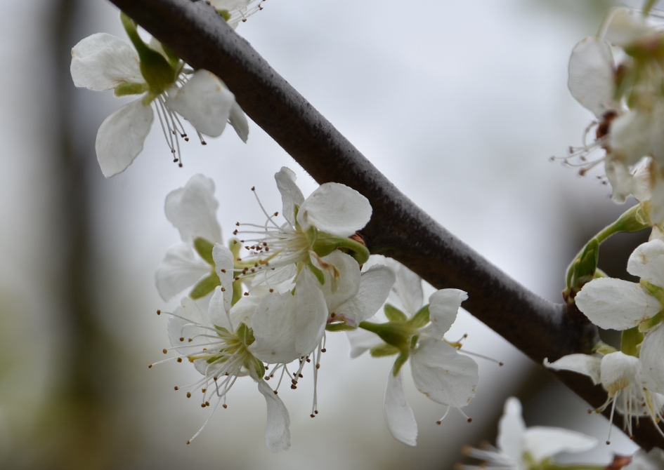 Perenbloesem - Planten - 