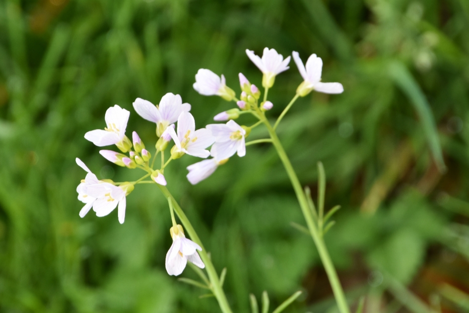 Pinksterbloem - Planten - 